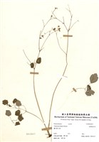 藏品(臺灣唐松草)的圖片